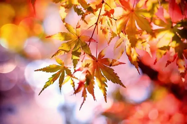 fall-folliage-leaves-falling