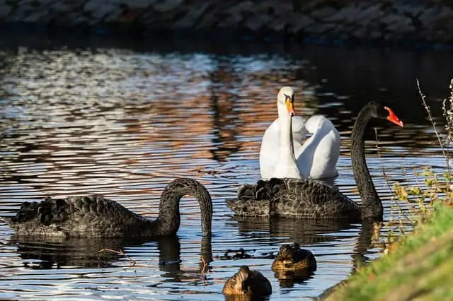 black-and-white-swans