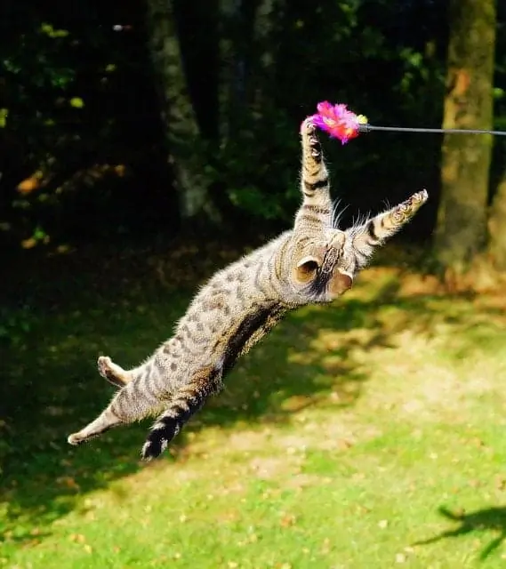 cat-flying-in-the-air
