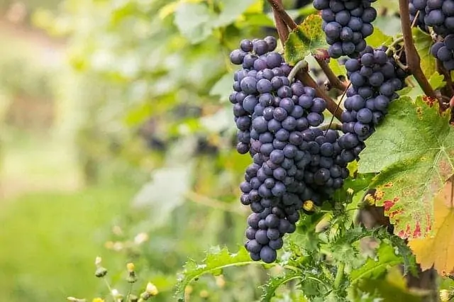 Grapes-growing-on-a-vine