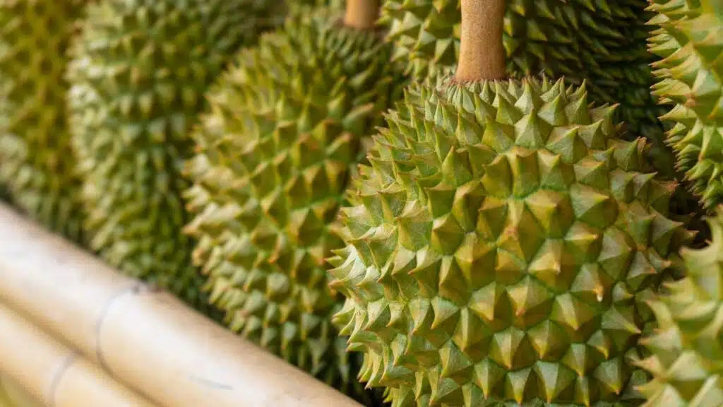 durian Adobe Stock 1