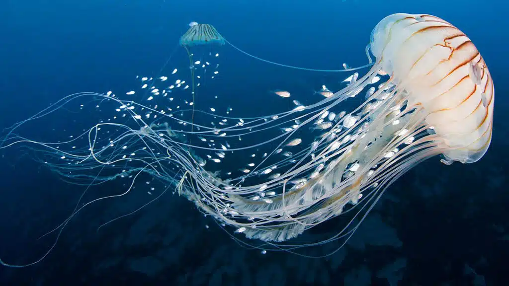 jellyfish SS
