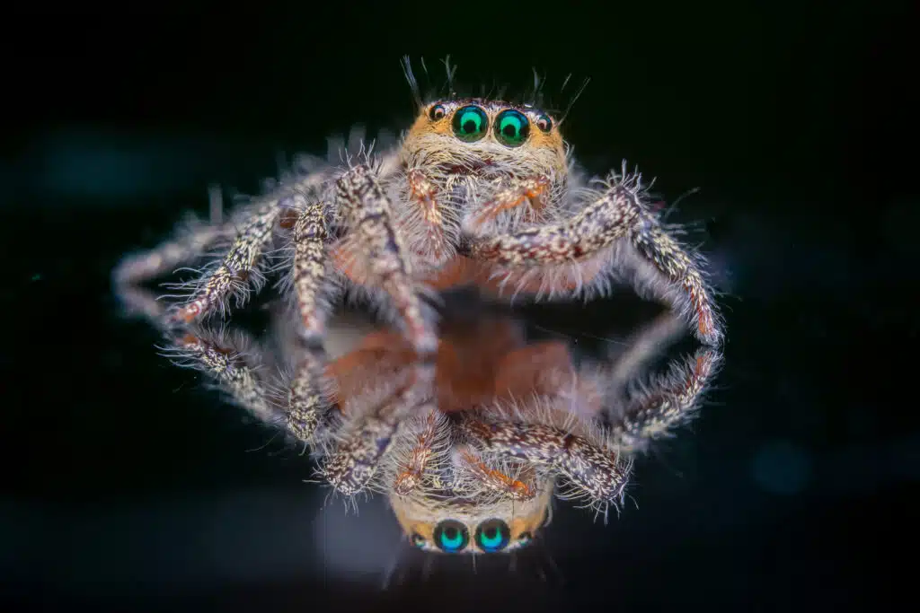 Peacock Spider SS