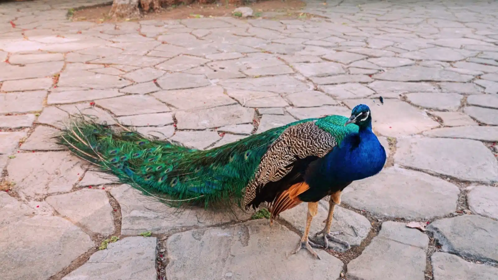 Peacock in backyard
