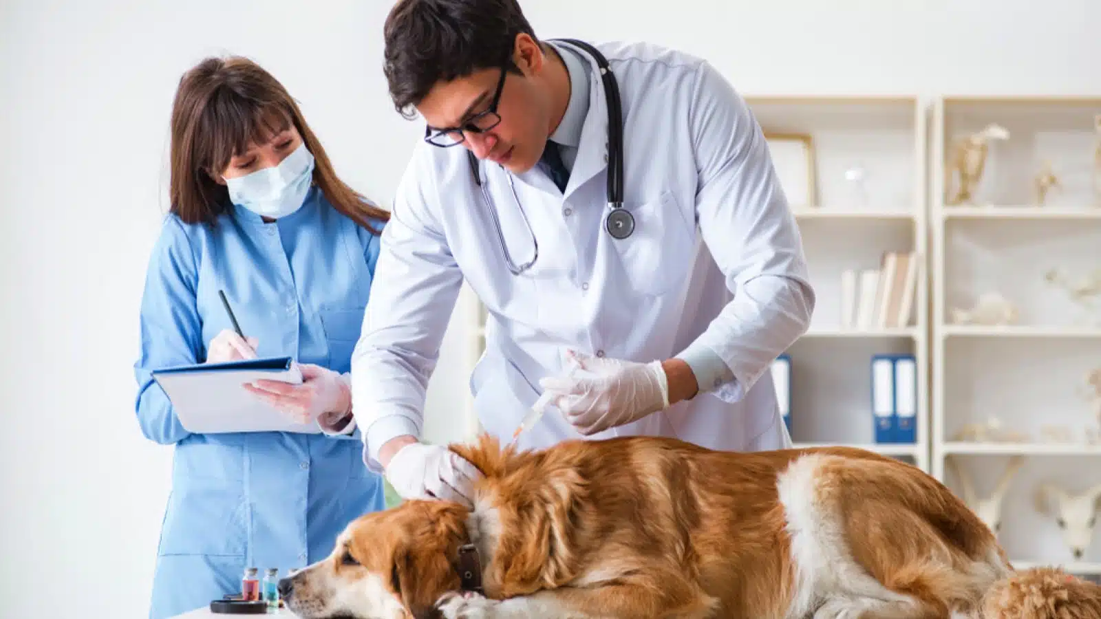 Doctor and assistant checking dog